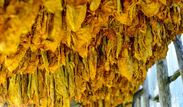 tobacco leaves druing in the shed, shallow dof,image