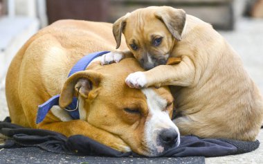 Anne, bir amstaff köpek karışık doğurmak köpek resim