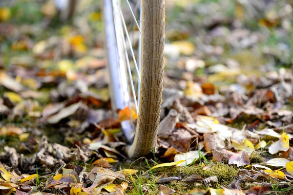 Fahrradräder Pneumatik Auf Herbstblättern Bild — Stockfoto