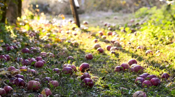 Fallen Dojrzałych Jabłek Sadzie Płytkiej Dof Obraz — Zdjęcie stockowe