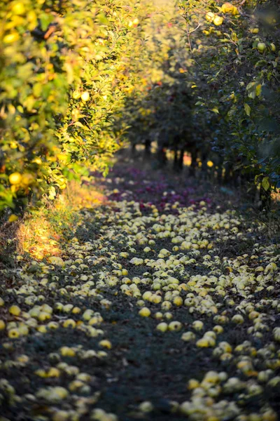 Fallen Ripe Apples Orchard Shallow Dof Image — Stock Photo, Image