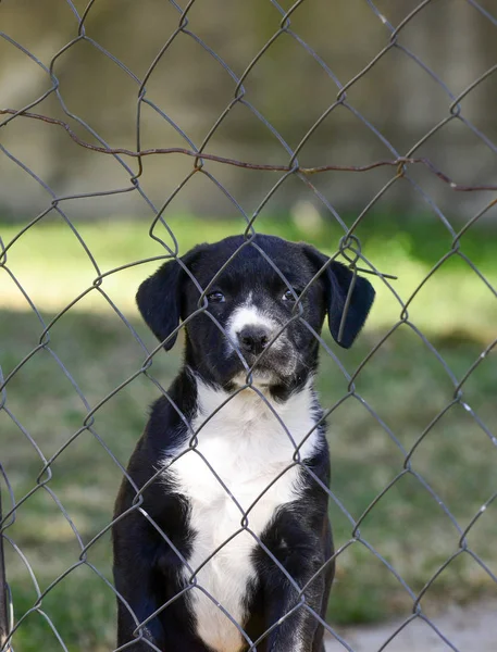 Cachorro Raça Mista Bonito Imagem — Fotografia de Stock