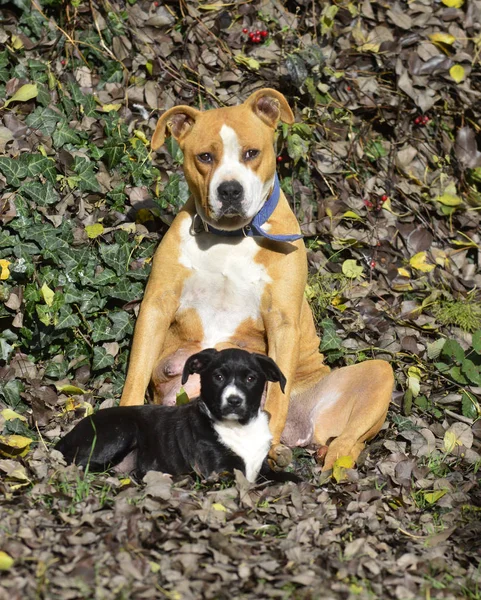 American Staffordshire Terrier Hund Och Valp Höst Löv Bild — Stockfoto