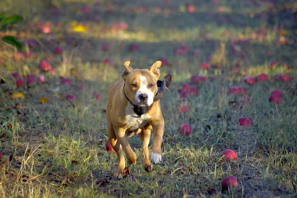 Αμερικανικό Terrier Staffordshire Εκτελείται Ένας Οπωρώνας Μηλιάς Εικόνα — Φωτογραφία Αρχείου