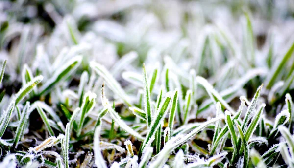 morning ice crystals on a green grass, image