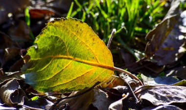 bir çim üzerinde düşmüş sonbahar yaprak, sabah görüntü vurdum.