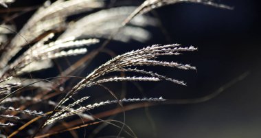 dekoratif bahçe bitki güneşe karşı görüntü