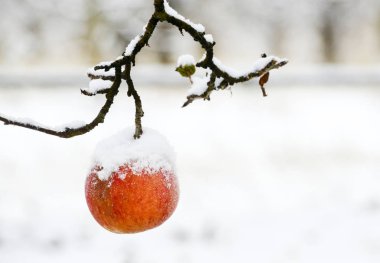 olgunlaşmış elma kaplı kar ile görüntü bir