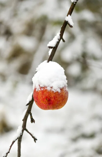 雪のイメージで覆われた熟れりんご — ストック写真