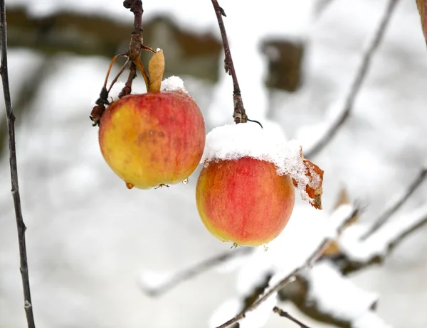 Перезрелые Яблоки Покрытые Снегом Изображение — стоковое фото
