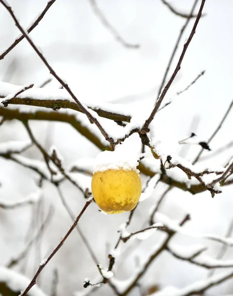 Przejrzałych Jabłek Pokryte Śniegiem Obraz — Zdjęcie stockowe