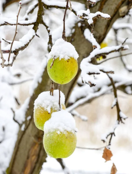 雪のイメージで覆われた熟れりんご — ストック写真