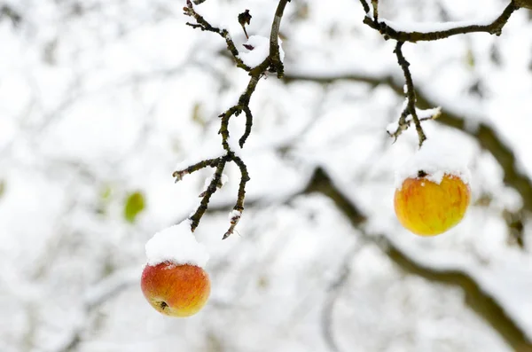 Overripe Apples Covered Snow Image — Stock Photo, Image