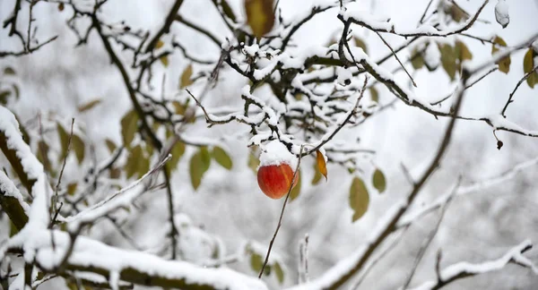 Перезрілі Яблука Покриті Снігом Зображення — стокове фото
