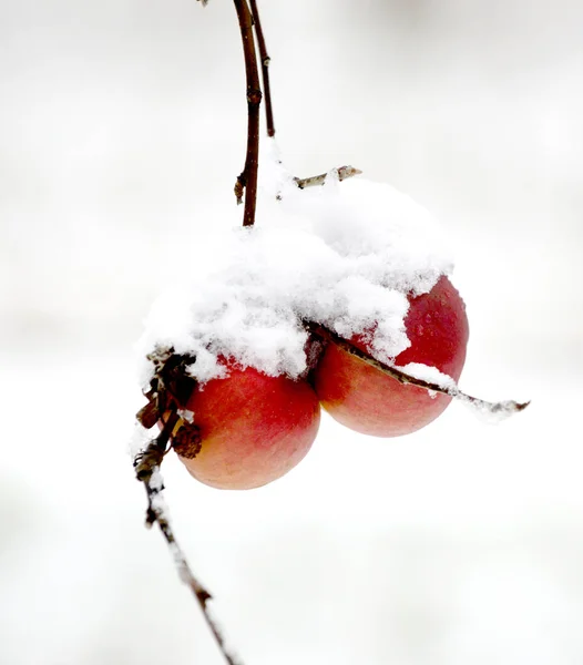 雪のイメージで覆われた熟れりんご — ストック写真