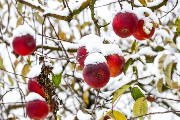 雪のイメージで覆われた熟れりんご — ストック写真