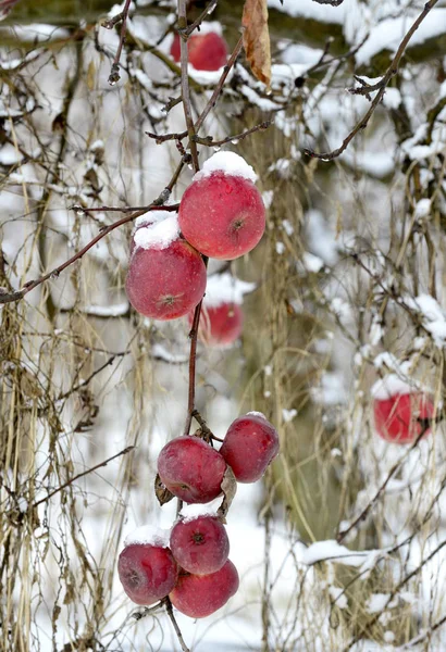 Maçãs Maduras Cobertas Neve Imagem — Fotografia de Stock