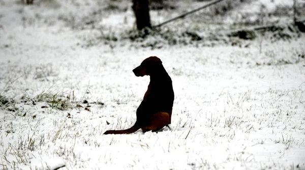 Silhouette of a stray dog sitting on a snow — Stock Photo, Image