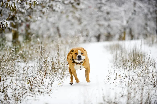 Amstaff dog running on snow — Stock Photo, Image