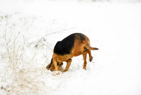 stray dog with one disabled leg digging hole in snow