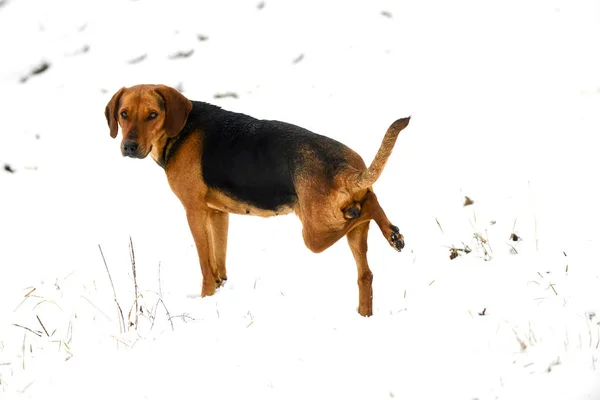 stray dog with one disabled hole in a snow,