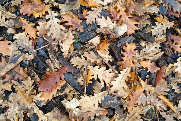 Опавшие Листья Дуба Кора Зимой Изображение — стоковое фото