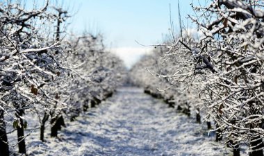 elma bahçesi güneşli Aralık morinig, görüntü üzerinde bir