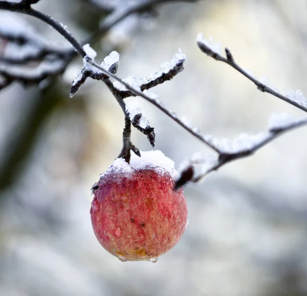 画像寒い晴れ 月起きればのリンゴ園でリンゴを冷凍 — ストック写真