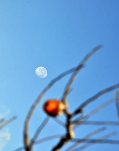 Gefrorene Äpfel Einem Apfelgarten Einem Kalten Sonnigen Dezembermorgen Bild — Stockfoto