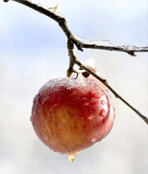 画像寒い晴れ 月起きればのリンゴ園でリンゴを冷凍 — ストック写真