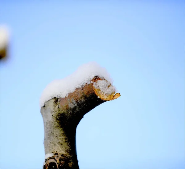 Silinen Elma Brancjes Kar Görüntüsü Altında Bir — Stok fotoğraf