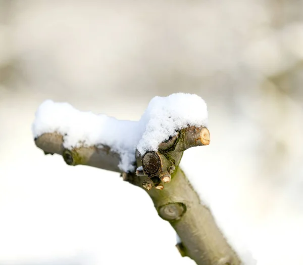 Przycinane Apple Brancjes Pod Śniegiem Obraz — Zdjęcie stockowe