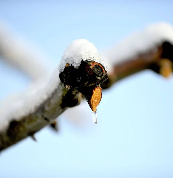 Обрізані Яблучні Гілки Під Снігом Зображення — стокове фото