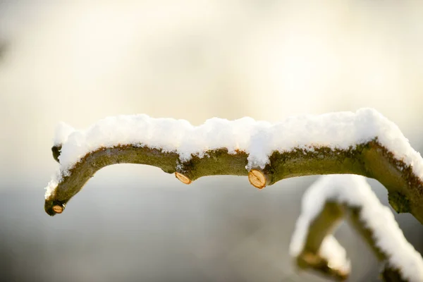 Przycinane Apple Brancjes Pod Śniegiem Obraz — Zdjęcie stockowe
