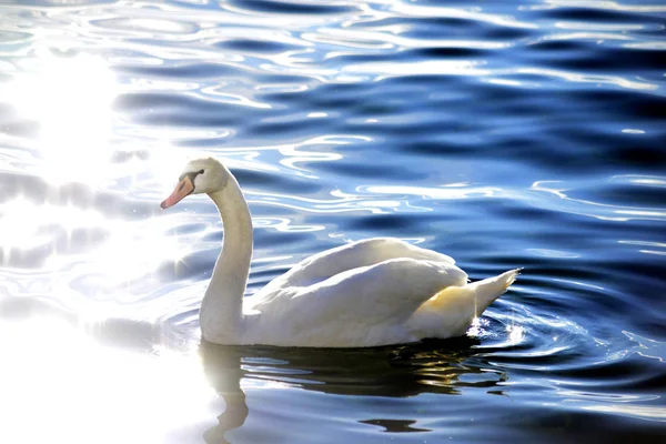 Swan Güneşli Bir Günde Görüntü Bir Suda Bir — Stok fotoğraf