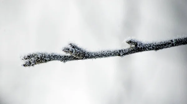 Apple Knopp Med Frost Januari Morgon Shot Bild — Stockfoto