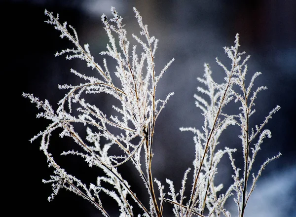 Morning Frost Wild Plant Twigs Image — Stockfoto