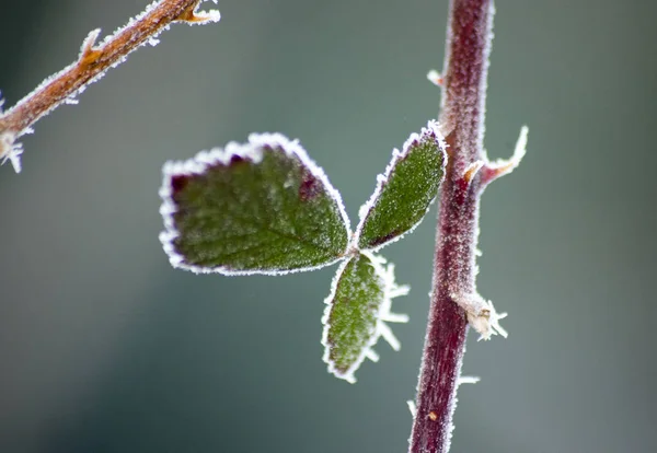 Sabah Frost Üzerinde Bir Bitki Dal Sığ Dof Görüntü — Stok fotoğraf
