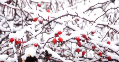 Rose hips buz ile kaplı doğada görüntü