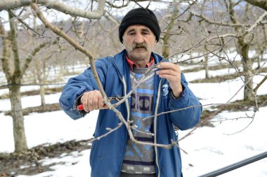 Resne, Makedonya. 3 Şubat, 2019-çiftçi budama elma ağacı meyve bahçesinde Resen, Prespa, Makedonya içinde. Prespa iyi bilinen, Makedonya kaliteli elma üretimi üzerinde bölgesidir.
