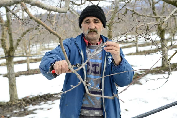 Resne, Makedonya. 3 Şubat, 2019-çiftçi budama elma ağacı meyve bahçesinde Resen, Prespa, Makedonya içinde. Prespa iyi bilinen, Makedonya kaliteli elma üretimi üzerinde bölgesidir.