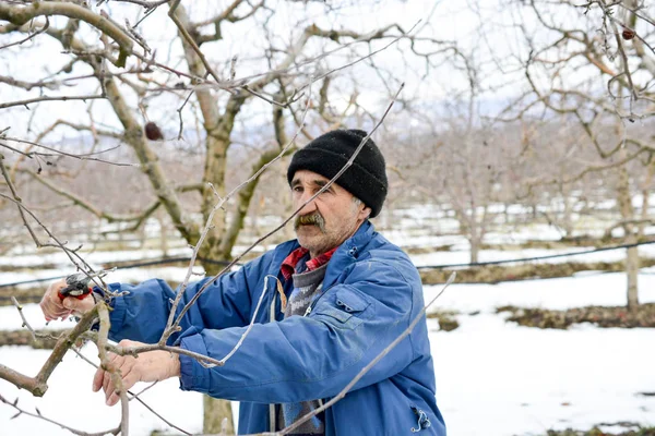 RESEN, MACEDONIA. FEBRERO 3, 2019- Poda del manzano en el huerto en Resen, Prespa, Macedonia. Prespa es conocida región de Macedonia en la producción de manzanas de alta calidad . —  Fotos de Stock