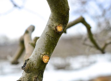 kış, Şubat, görüntüdeki budanmalıdır elma ağacı