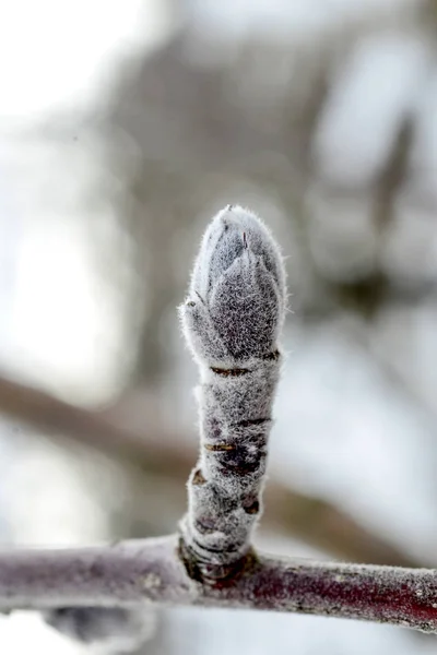 Närbild Apple Knopp Början Februari Bild — Stockfoto