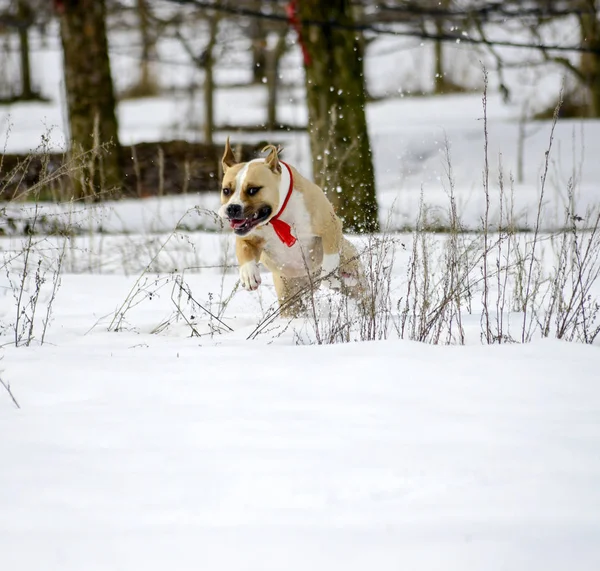 Amstaff Breed Dog Running Snow Image — Stock Photo, Image