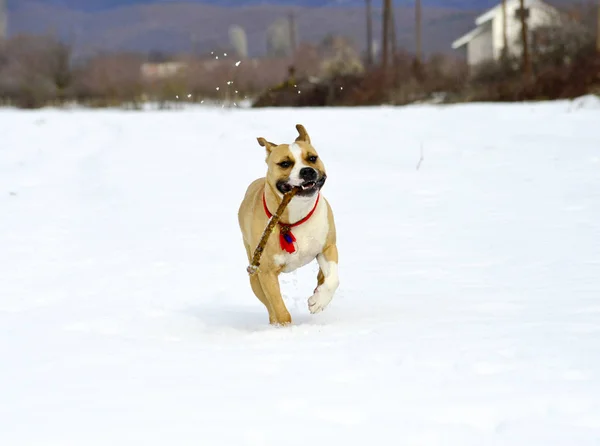 Amstaff Breed Dog Running Snow Piece Wood Mouth Image — Stock Photo, Image