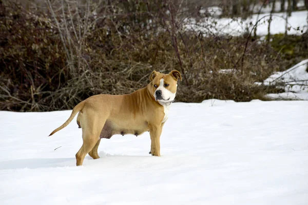 Amstaff breed are posing dog on the snow — Stock Photo, Image