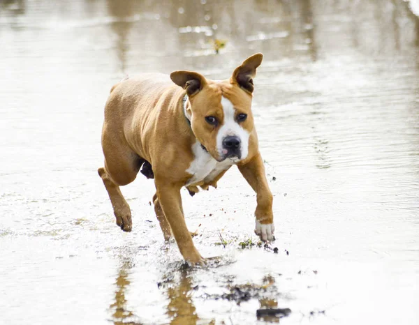 Amstaff breed dog running on the water — Stock Photo, Image