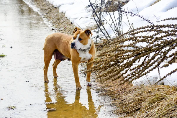 Amstaff breed dog running on the water — Stock Photo, Image