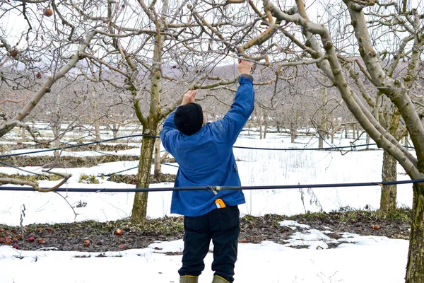 Hombre irreconocible pruinig manzano en invierno — Foto de Stock